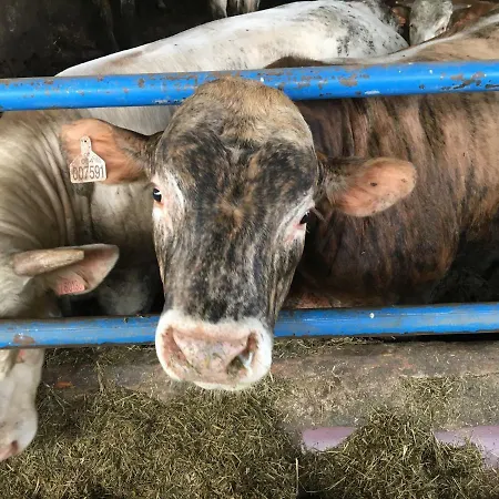 Σπίτι διακοπών Chaloupka Telč